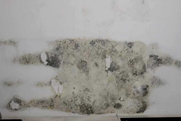 how mold grows in crawl spaces